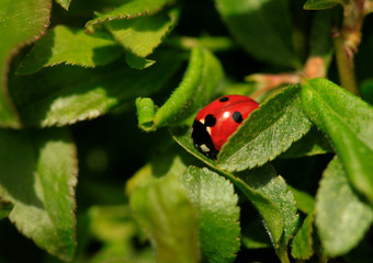 Red ladybug sitting on plant