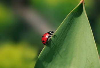 Red ladybug sitting on plant