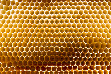 honeycomb on a frame as a background