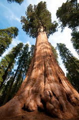 Sequoia Trees at Autumn in Sequoia National Park, California.