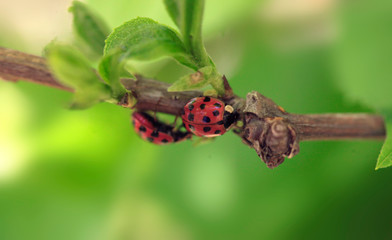 Two ladybugs sitting on tree