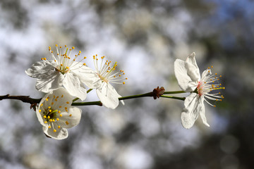 Cherry blossoms in full bloom fluctuate in the wind, closeup. Bright spring day. Blurred background. shallow depth of field. Flora