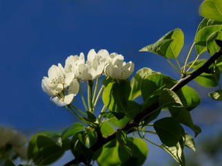 White blossom on blue sky background