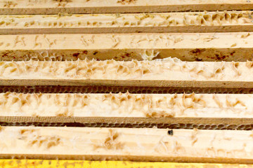 wax yellow honeycombs for bees as a background