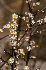white flowers at a twig of a wild cherry tree