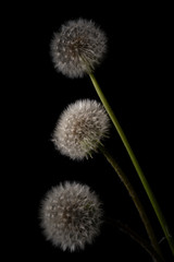 Pusteblume5
