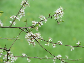 Schlehenblüte