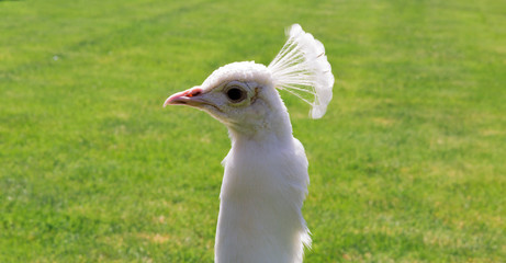 Profile of white male peacock with crown plumage and blurred green background