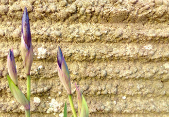 Nierozwinięte fioletowe irysy © Ami