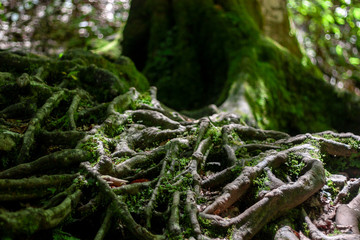 The branched roots of an old tree on the surface of the earth closeup. Green moss among the roots in the summer forest. In the summer, sunlight penetrates tree branches.