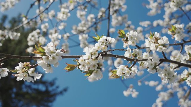 Beautiful cherry branch in spring white blossom on a bright blue sky background. The bee collects pollen and honey from the cherry blossom. 4k