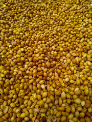 Whole dry dhaniya or coriander spice vegetable food, closeup. Nepal