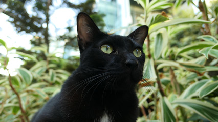 black cat on green grass