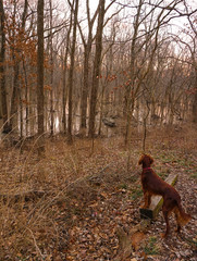 Looking for the wood ducks