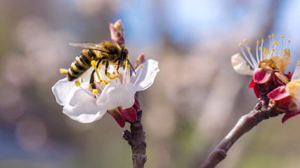 Spring. Bee collects nectar pollen from the white flowers of a flowering cherry on a blurred background of nature and blue sky.