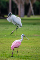 Roseate Spoonbill  searching for food with Tall white wood stork in the distance