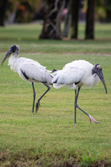 Wood Storks sunbathing and searching for food on the near by shoreline of the a pond in southern Florida 