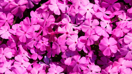 Phlox subulata | Phlox rampant ou phlox subulé aux abondantes fleurs flammées, étoilées, pétales cordiformes, veinés, rose pâle, tachetée autour du coeur de rose foncé