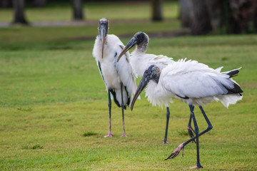 Wood Storks sunbathing and searching for food on the near by shoreline of the a pond in southern Florida 