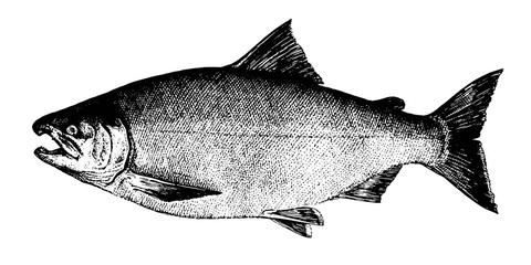 Coho salmon. Fish collection. Healthy lifestyle, delicious food. Hand-drawn images, black and white graphics.