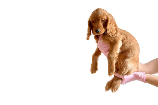 English cocker spaniel in the hands of a veterinarian on a white background with copyscape