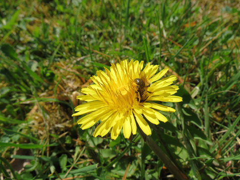 Biene auf L&ouml;wenzahnbl&uuml;te