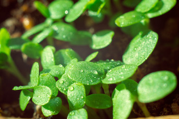 small green seedling in the ground