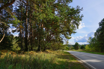 A road turnes left around pine forest. Summer. Day light. Blue sky with puffy clouds. Sunshine.