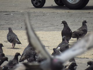 aves