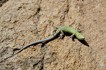 green textured lizard basks in the sun in spring