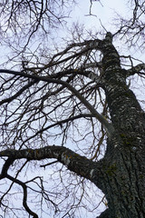 Naked tree. Early March. Tangled branches. Shot from the ground up to the top