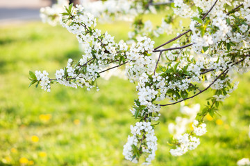 Blooming tree. Beautifully blossoming branch apple. White flower Apricot. Spring easter greeting card. Flowers Cherry flowering. White flower sakura. Springtime. Spring flowers. Beautiful Orchard.	
