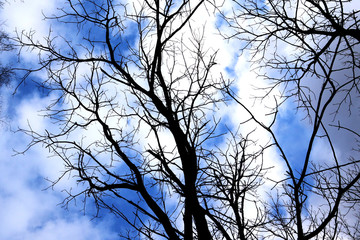 Stark bare tree branches silhouetted against a winter sky