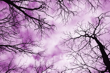 Stark bare tree branches silhouetted against a winter sky