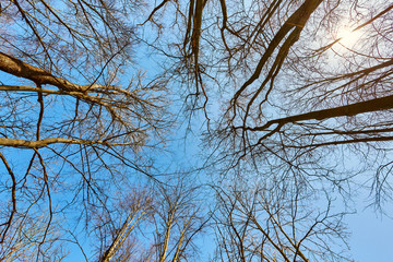 Trees without leaves bottom view on blue sky