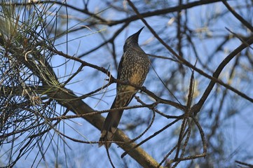 Comme un oiseau sur la branche