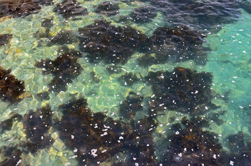 Brown seaweed and rocks through the swaying, transparent sea water.
