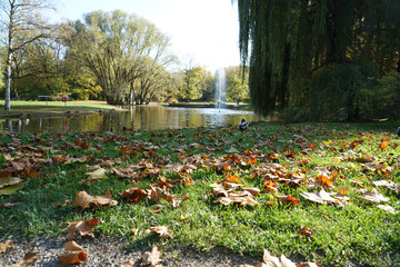 autumn leaves in the park