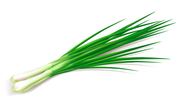 Bunch of fresh green onions. Vector illustration. Photo realistic vector green onion.