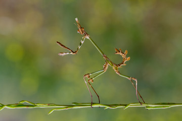 green mantis