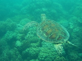 Tortue de mer nageant le long de la barrière de corail