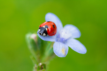 ladybug on a flower
