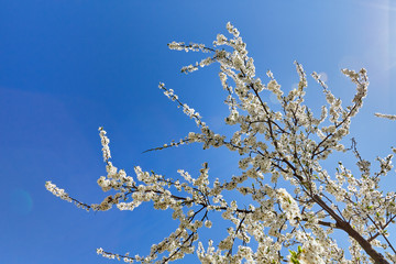 White flowers on the branches of an apple tree on a background of blue sky and sun