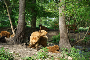 Longhorn cattle on the wooded meadow
