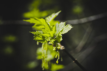 Blooming maple leaves on a branch.