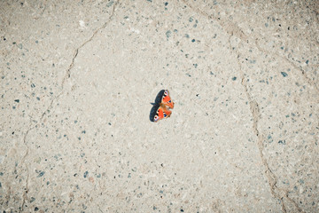 Butterfly sits on the pavement