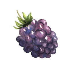 Blackberry with leaves hand drawn in watercolors on a white background. Bright juicy color. Sweet berry. Vector