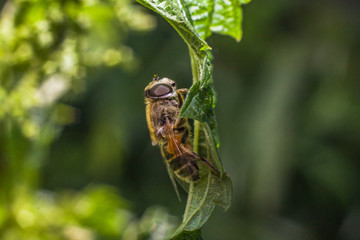 Horsefly in macro. Insect eyes