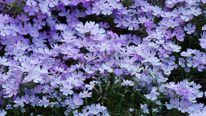 Phlox subulata | Phlox rampant ou phlox subulé aux abondantes fleurs à pétales de couleur bleu...