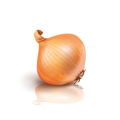 Photo realistic vector onion on white background.. Vector illustration.